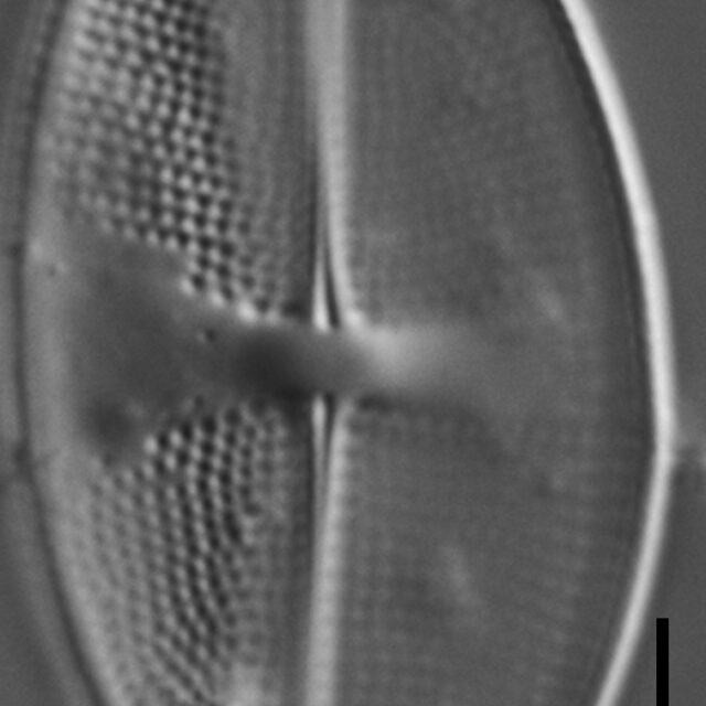 Psammothidium obliquum LM3