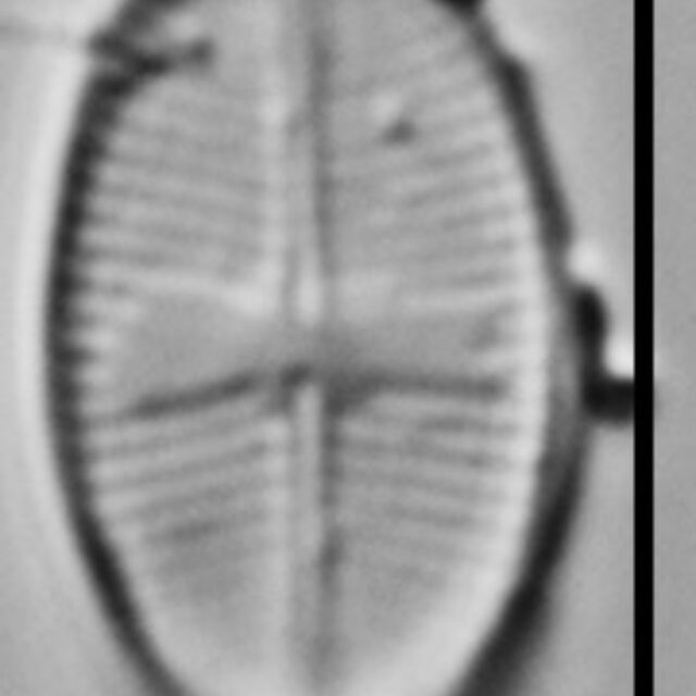 Psammothidium rossii LM7