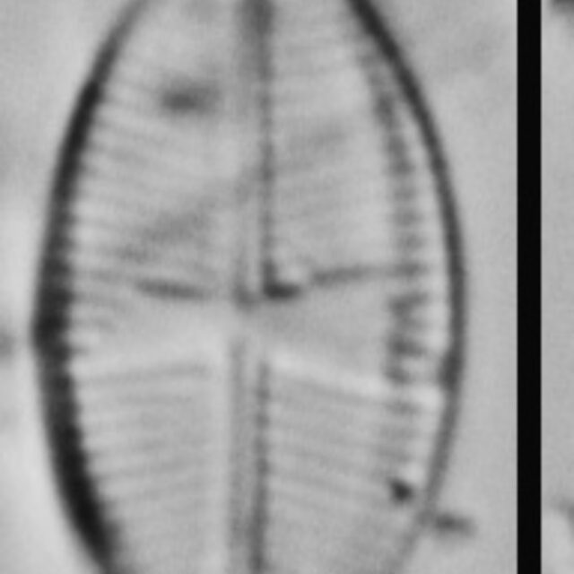 Psammothidium rossii LM6