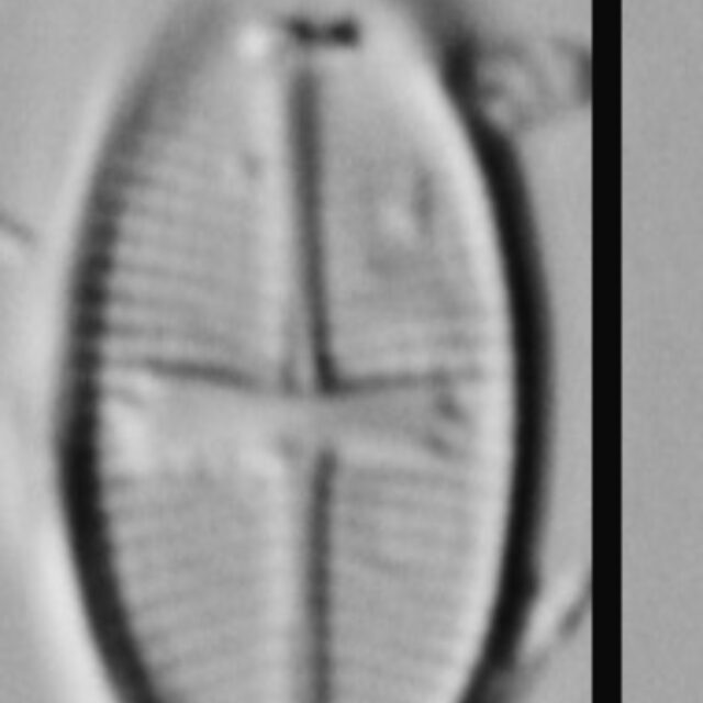 Psammothidium rossii LM5