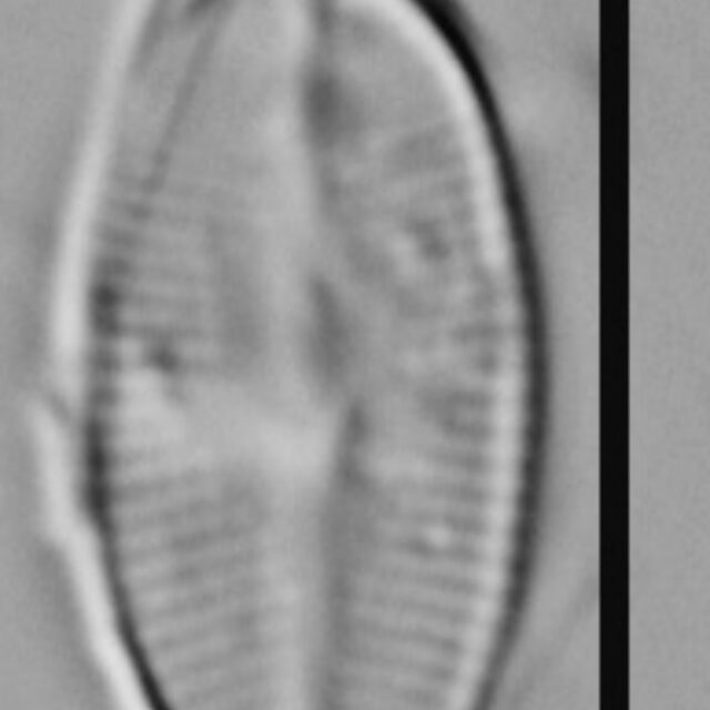 Psammothidium rossii LM4