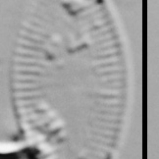 Psammothidium rossii LM3