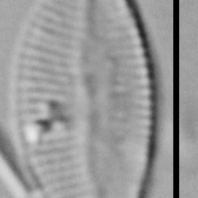 Psammothidium rossii LM2