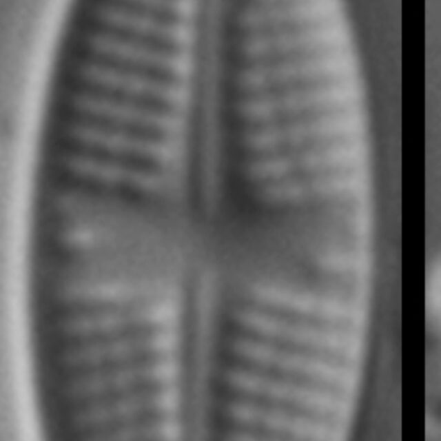 Psammothidium sacculum LM1