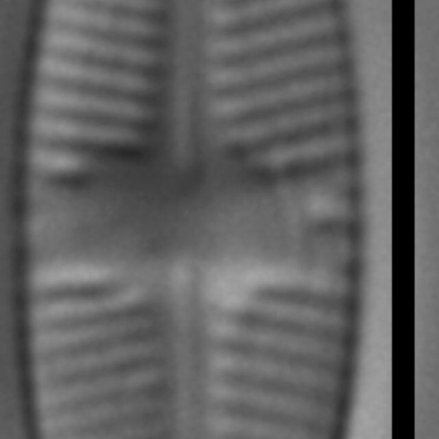 Psammothidium sacculum LM2