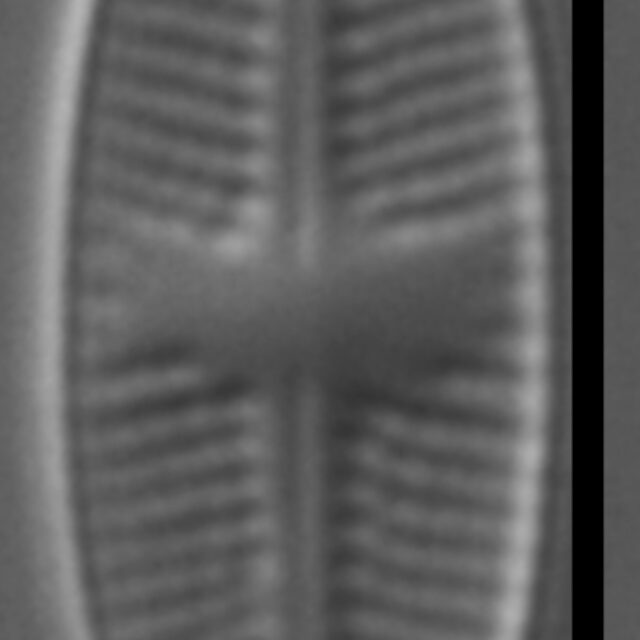 Psammothidium sacculum LM4