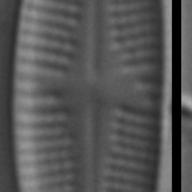 Psammothidium sacculum LM5