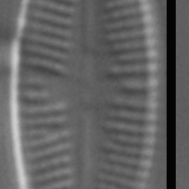 Psammothidium sacculum LM6