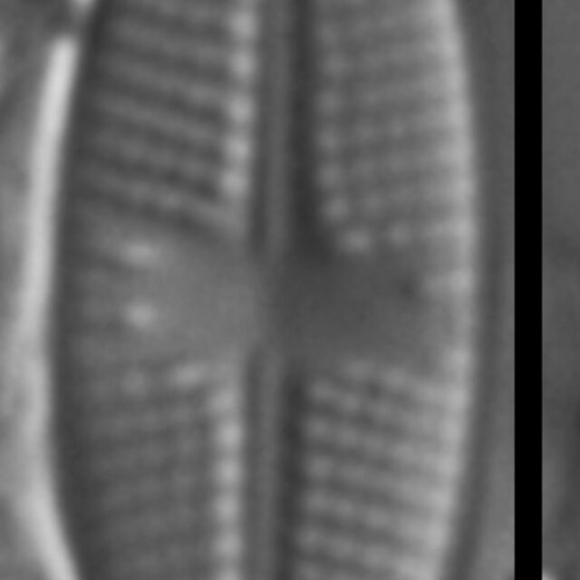 Psammothidium sacculum LM7