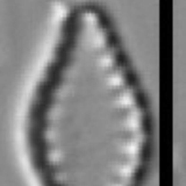 Pseudostaurosira microstriata SMM 13305b 4