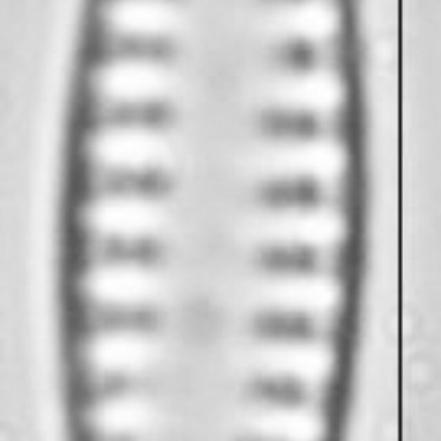 Pseudostaurosira neoelliptica LM1