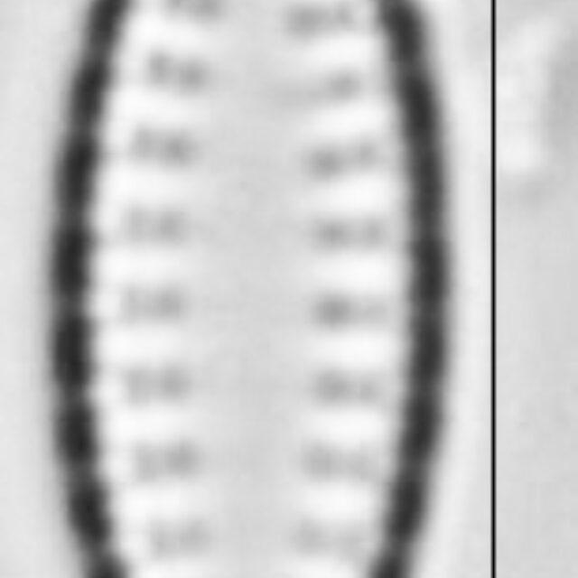 Pseudostaurosira neoelliptica LM3