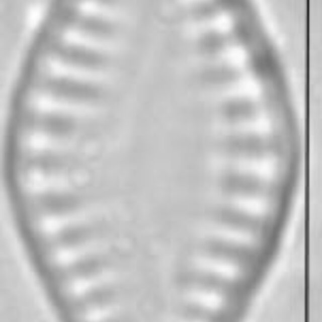 Pseudostaurosira parasitica LM3