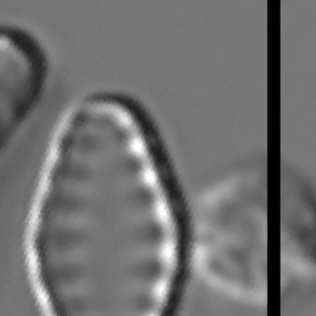 Pseudostaurosiropsis geocollegarum2 ILL L1433