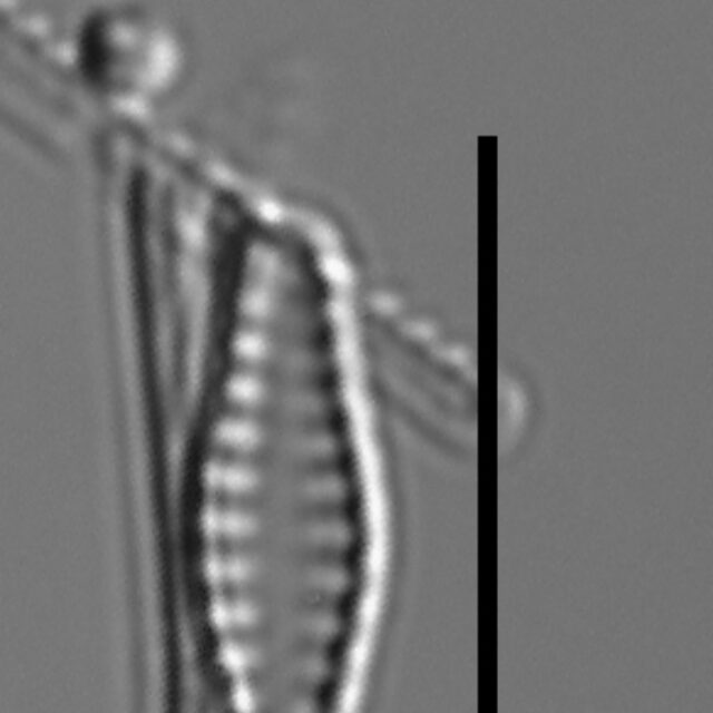 Pseudostaurosiropsis geocollegarum4 ILL L1433