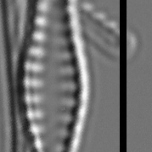 Pseudostaurosiropsis geocollegarum4 ILL L1433