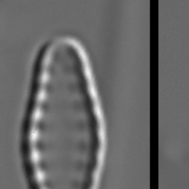 Pseudostaurosiropsis geocollegarum5 ILL L1433