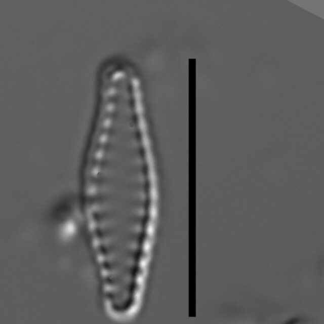 Pseudostaurosiropsis geocollegarum6 ILL L1433