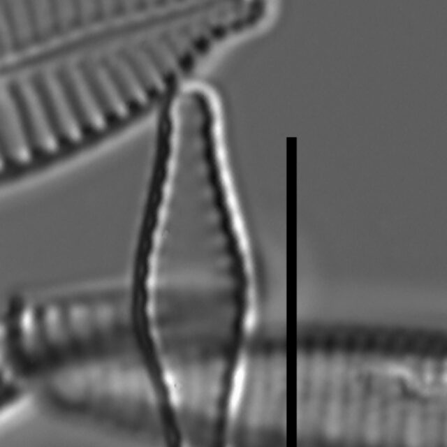 Pseudostaurosiropsis geocollegarum7 ILL L1433