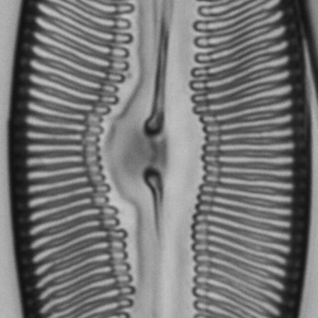 Pulchella canadensis LM7