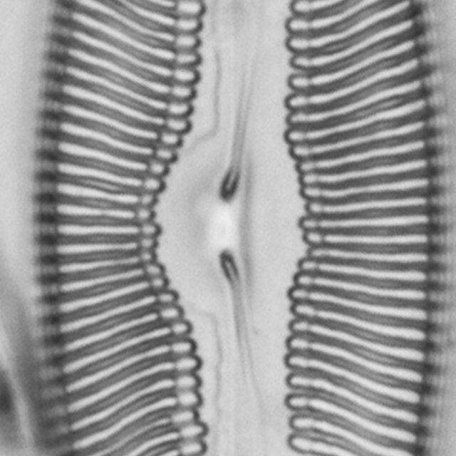 Pulchella canadensis LM5