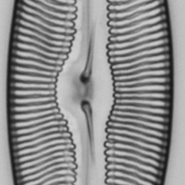 Pulchella canadensis LM4