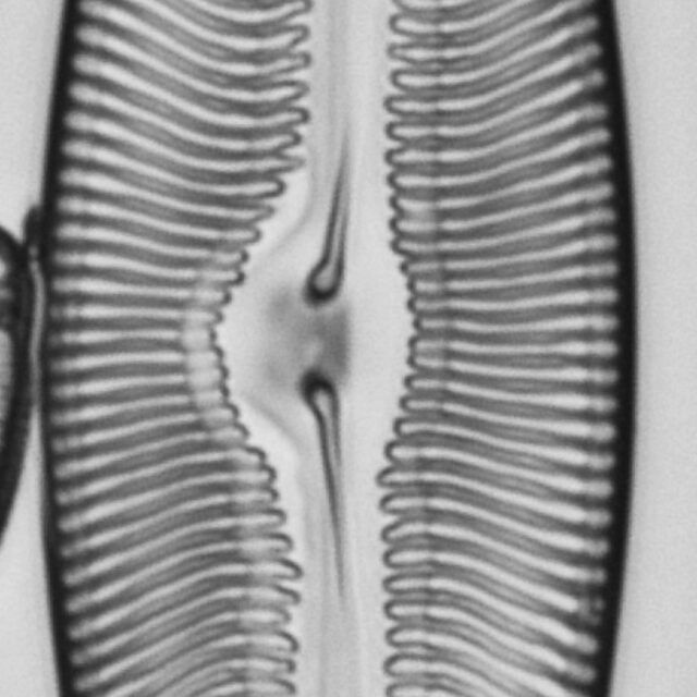 Pulchella canadensis LM3