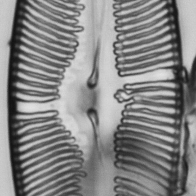 Pulchella canadensis LM1