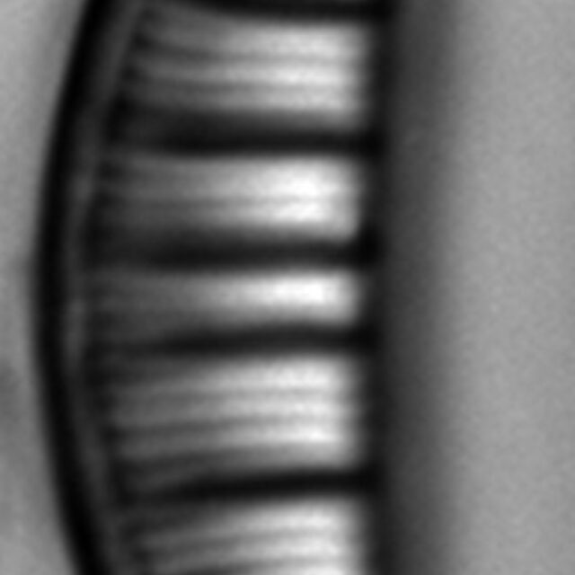 Rhopalodia gibberula LM4