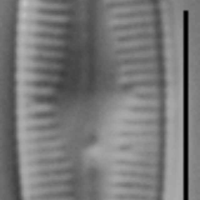 Rossithidium petersenii LM5