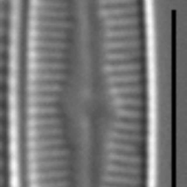 Rossithidium petersenii LM3