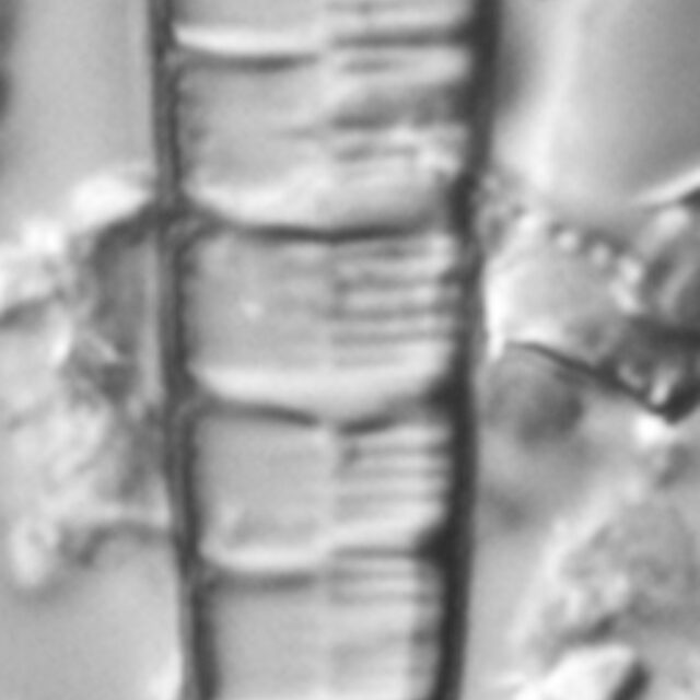 Meridion circulare var constrictum LM2