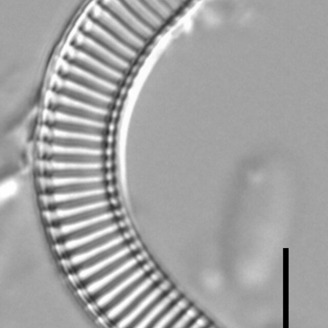 Semiorbis eliasiae LM2