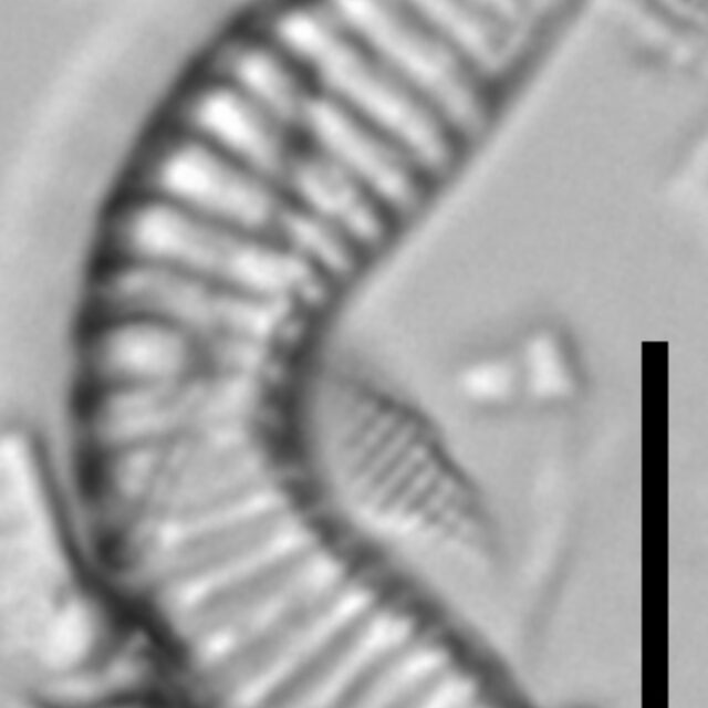 Semiorbis hemicyclus LM5