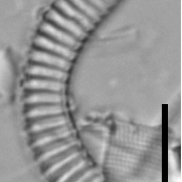 Semiorbis hemicyclus LM1