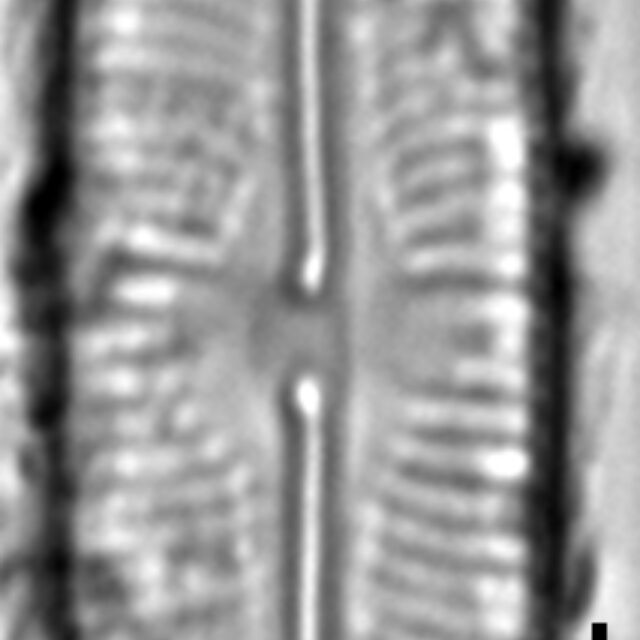 Sellaphora fusticulus LM6