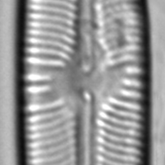 Sellaphora fusticulus LM3