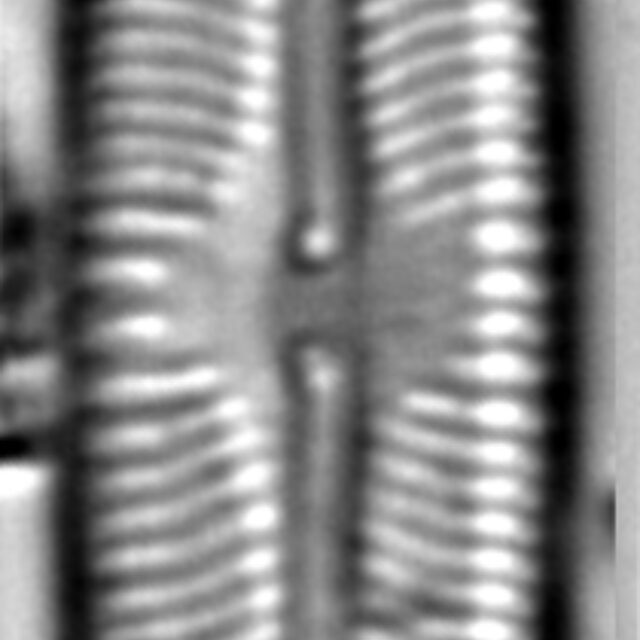 Sellaphora fusticulus LM2