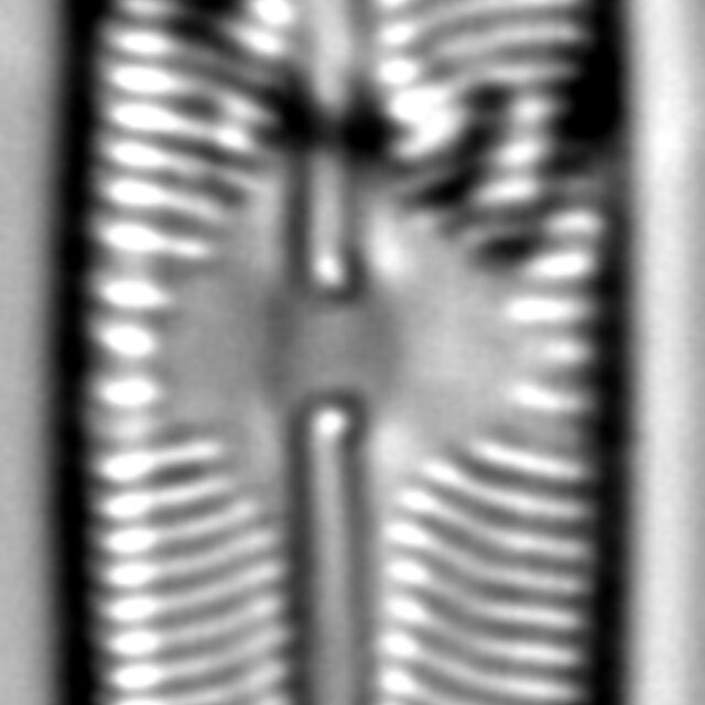 Sellaphora fusticulus LM1