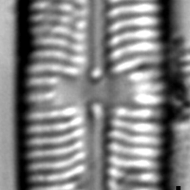 Sellaphora laevissima LM19