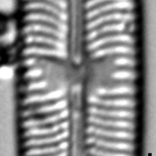 Sellaphora laevissima LM18