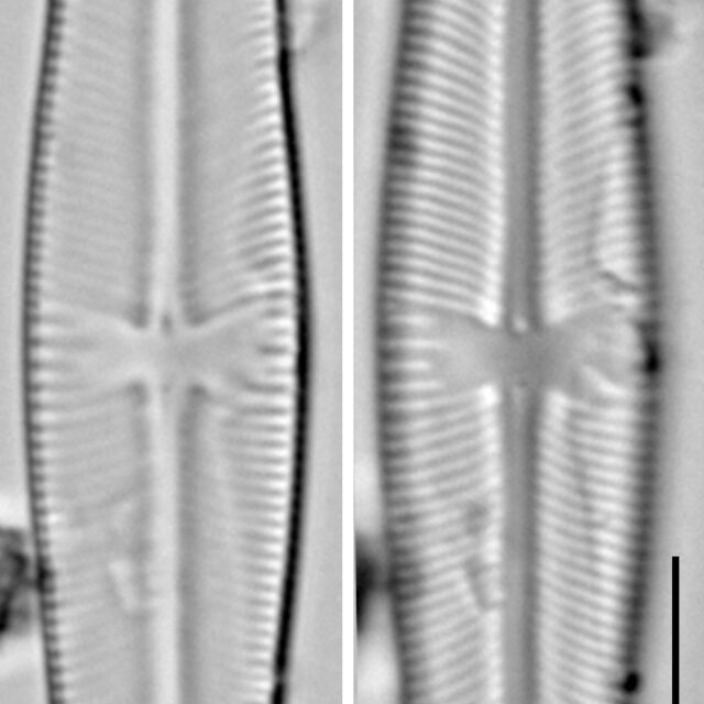 Sellaphora laevissima LM14