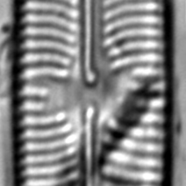 Sellaphora laevissima LM5