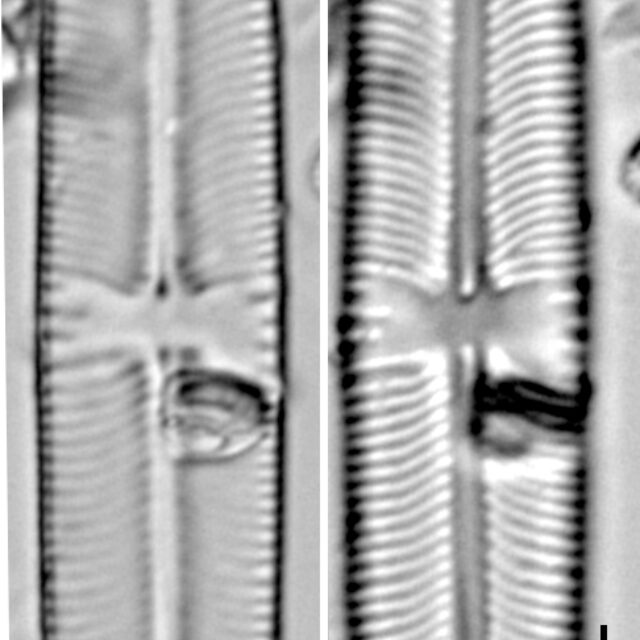 Sellaphora laevissima LM3