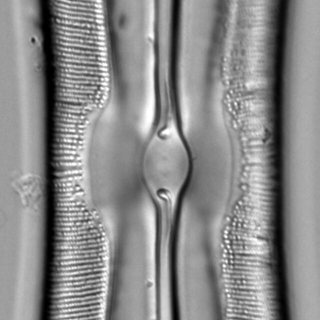 Sellaphora moesta LM4