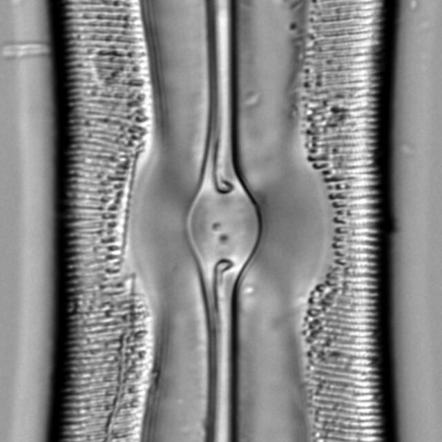 Sellaphora moesta LM3