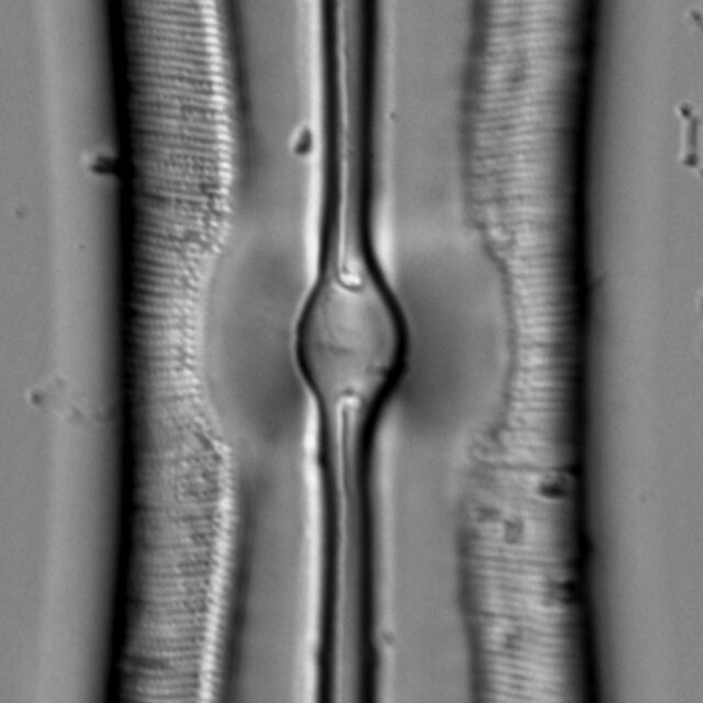 Sellaphora moesta LM2