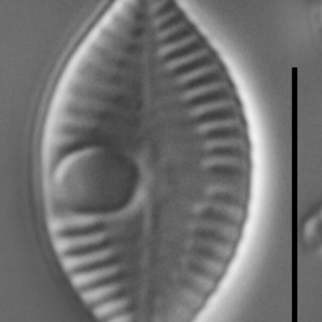 Skabitschewskia oestrupii LM6