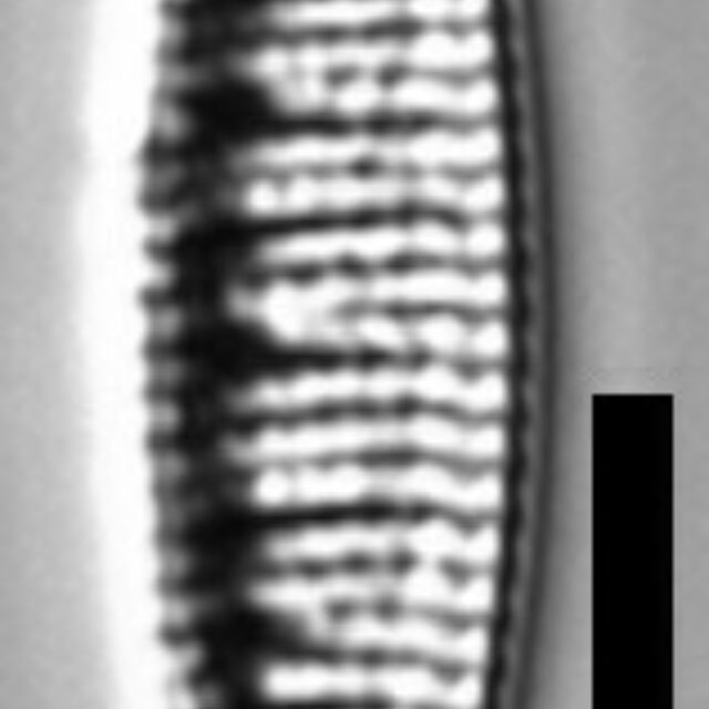 Denticula kuetzingii LM5