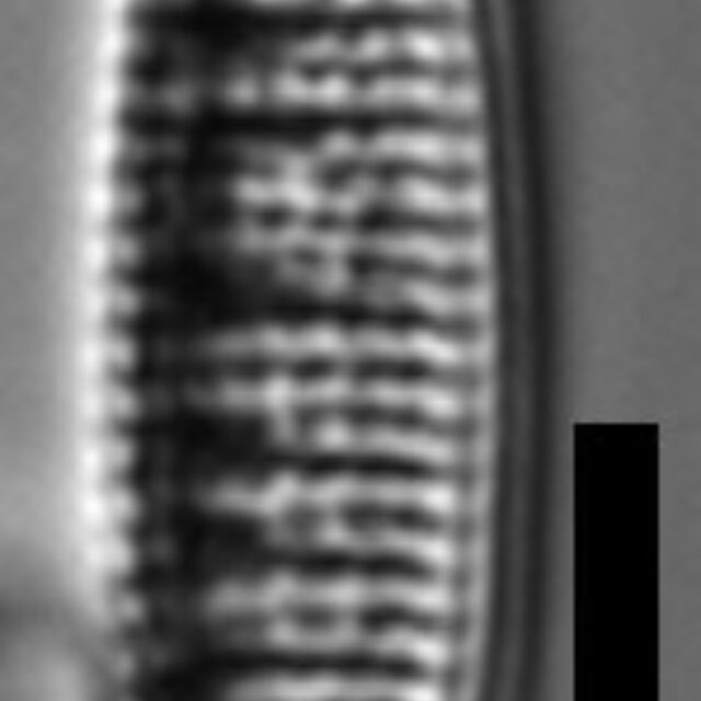 Denticula kuetzingii LM2